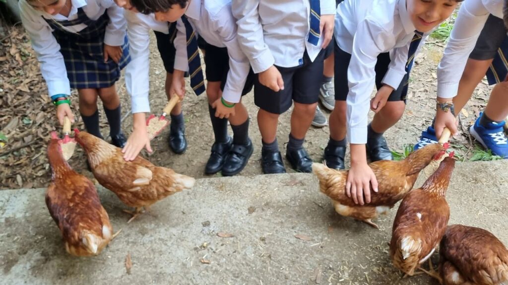 las gallinas ofrecen a nuestros alumnos la oportunidad de vivir en primera persona parte de las iniciativas para mejorar la alimentación escolar en Gaztelueta